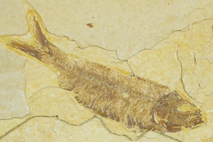 Detailed Fossil Fish (Knightia) - Wyoming #369393
